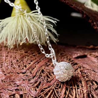 silver sheoak nut on a brown bark